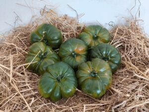 Tomate Raf asurcado en fondo de paja.