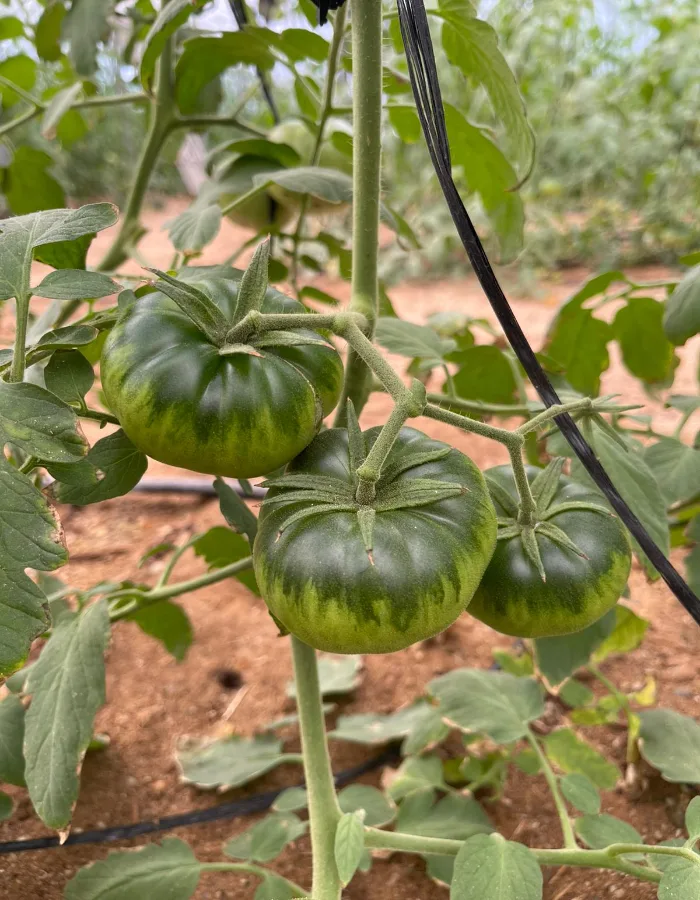 caja tomate raf cabo de gata comprar tomate raf online tomate raf Almeria premium